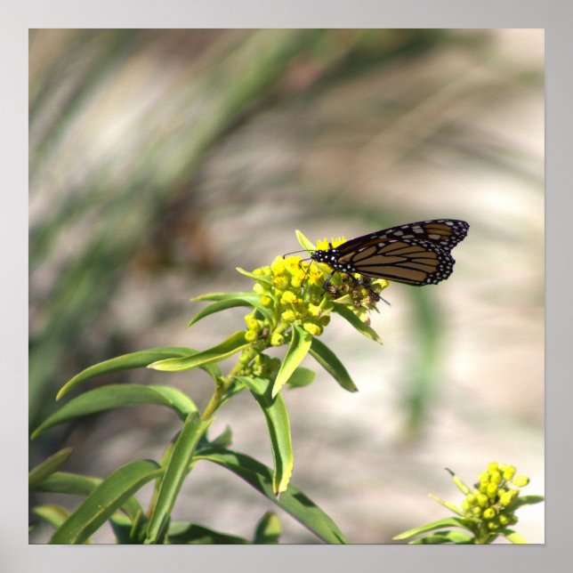 Yellow Wildflowers with Butterfly Poster (Front)