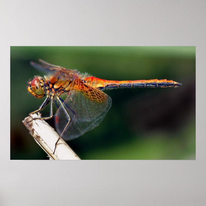 Yellow Winged Darter Dragonfly Poster