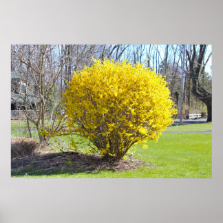 Yellow Wisteria Bush Poster