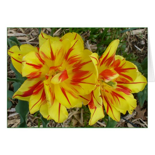 Yellow with Red Striped Flower Card (Front Horizontal)