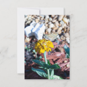Yellow Zinnia Floral with Moth Photography Card