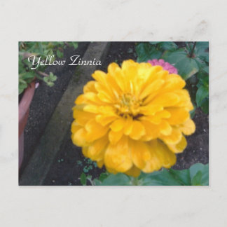 Yellow Zinnia Postcard