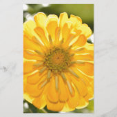 Yellow zinnia, yellow daisy, yellow flower (Front)