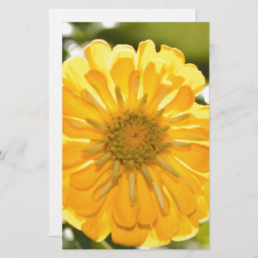Yellow zinnia, yellow daisy, yellow flower (Front/Back)