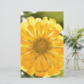Yellow zinnia, yellow daisy, yellow flower (Standing Front)