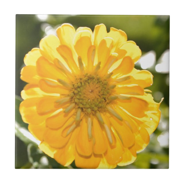 Yellow zinnia, yellow daisy, yellow flower ceramic tile (Front)