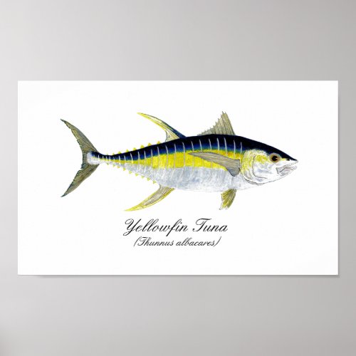 Yellowfin Tuna Poster