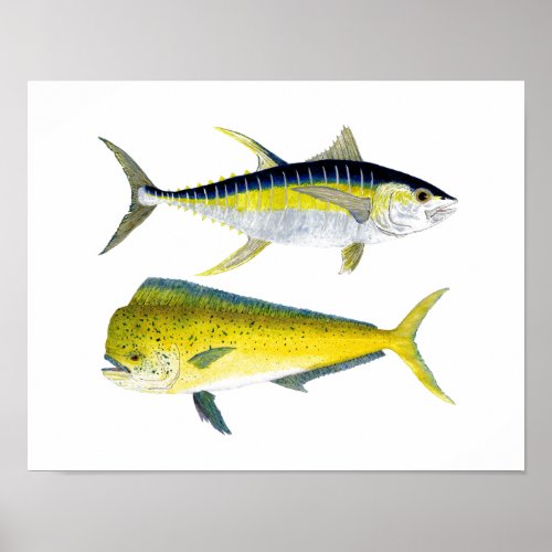 Yellowfin Tuna  Saltwater Dorado Poster