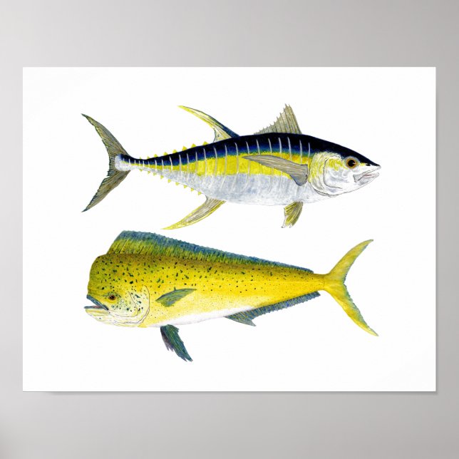 Yellowfin Tuna & Saltwater Dorado Poster (Front)