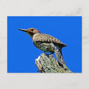 Yellowhammer Postcard