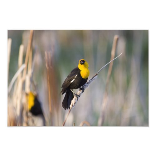 Yellowheaded Blackbird singing in small pond Photo Print
