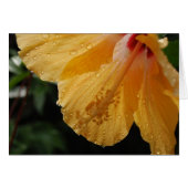 YellowHibiscus70 (Front Horizontal)