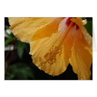 YellowHibiscus70 Cards