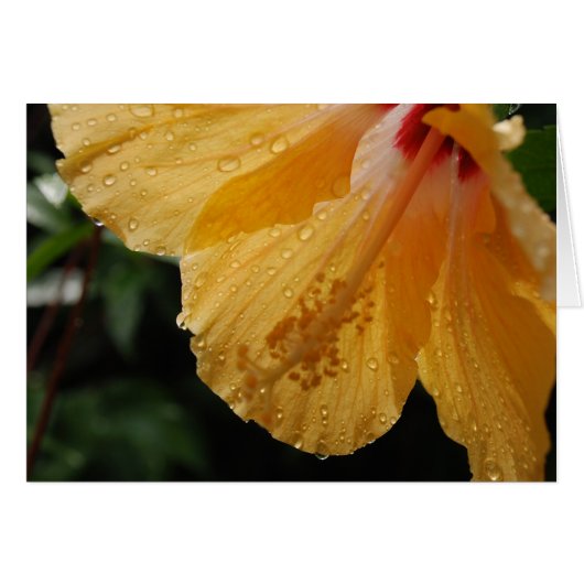 YellowHibiscus70 Cards (Front Horizontal)