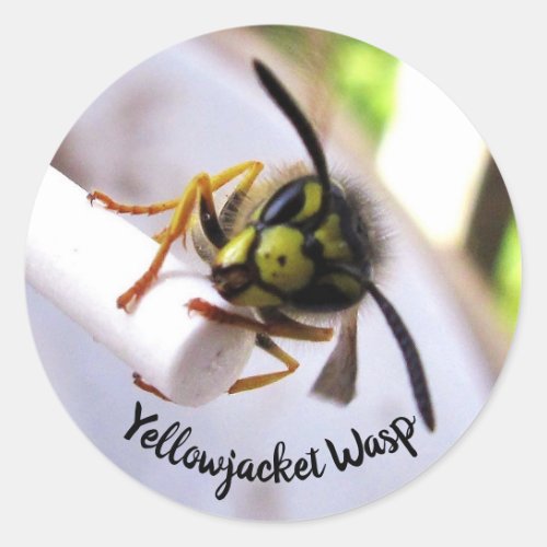 Yellowjacket Wasp Vespulae Cute Face Classic Round Sticker