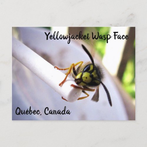 Yellowjacket Wasp Vespulae Cute Face Postcard