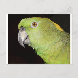 Yellownape Amazon Postcard