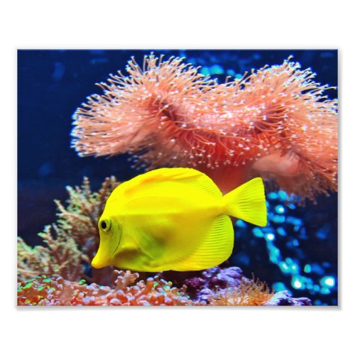 Yellownose Butterfly Fish Photo Print