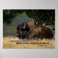Yellowstone - American Bison poster