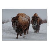 Yellowstone Bison (Front Horizontal)