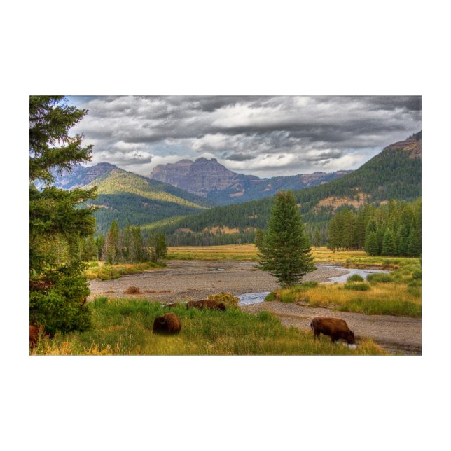 Yellowstone Bison Acrylic Print (Front)