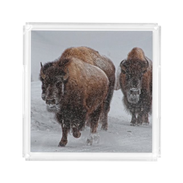 Yellowstone Bison Acrylic Tray (Front)