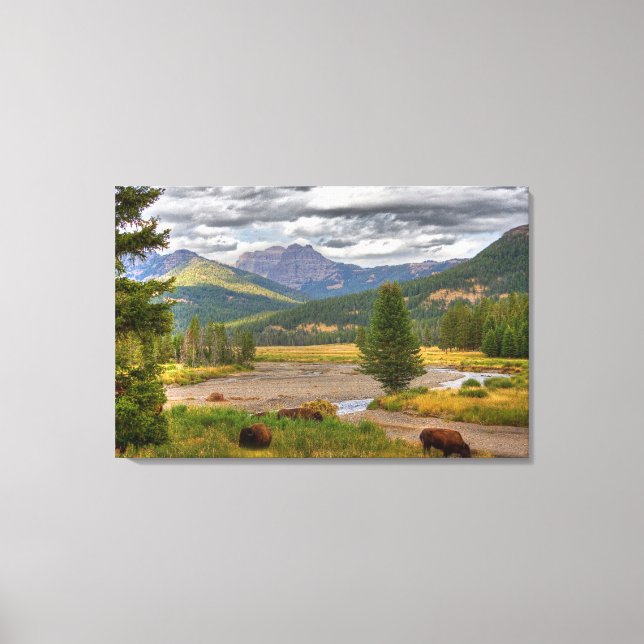 Yellowstone Bison Canvas Print (Front)