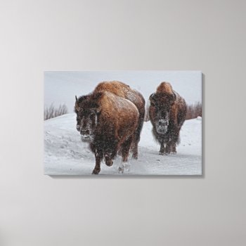 Yellowstone Bison Canvas Print by usyellowstone at Zazzle