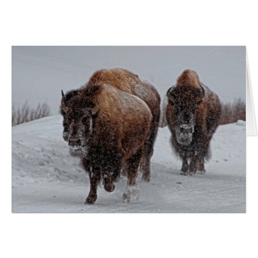 Yellowstone Bison Cards (Front Horizontal)