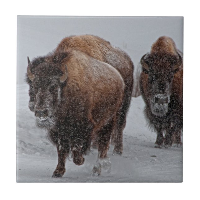 Yellowstone Bison Ceramic Tile (Front)