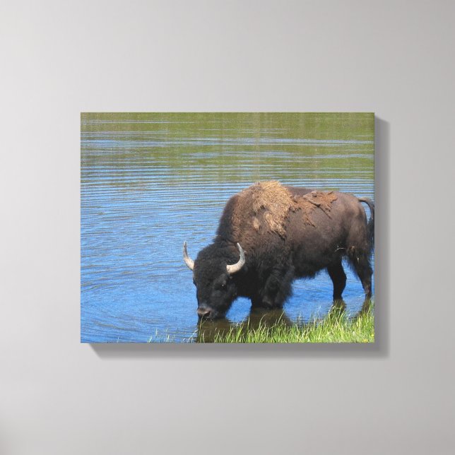 Yellowstone Bison Drinking in Lake Canvas Print (Front)