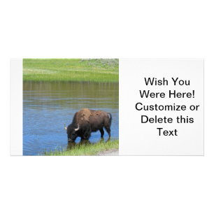 Yellowstone Bison Drinking in Lake Card