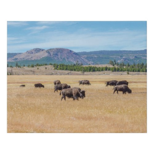 Yellowstone Bison Faux Canvas Print