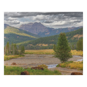 Yellowstone Bison Faux Canvas Print