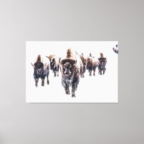 Yellowstone Bison in the Snow Canvas Print