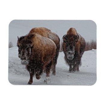 Yellowstone Bison Magnet by usyellowstone at Zazzle