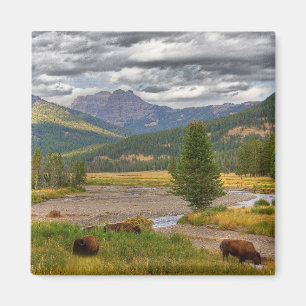 Yellowstone Bison Magnet