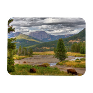 Yellowstone Bison Magnet