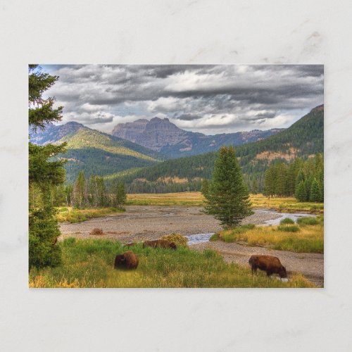 Yellowstone Bison Postcard