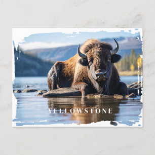 Yellowstone Bison Postcard