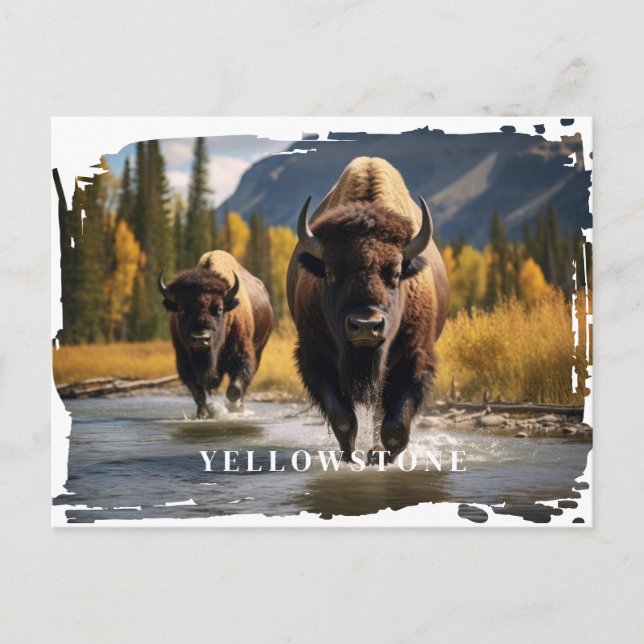 Yellowstone Bison Postcard (Front)