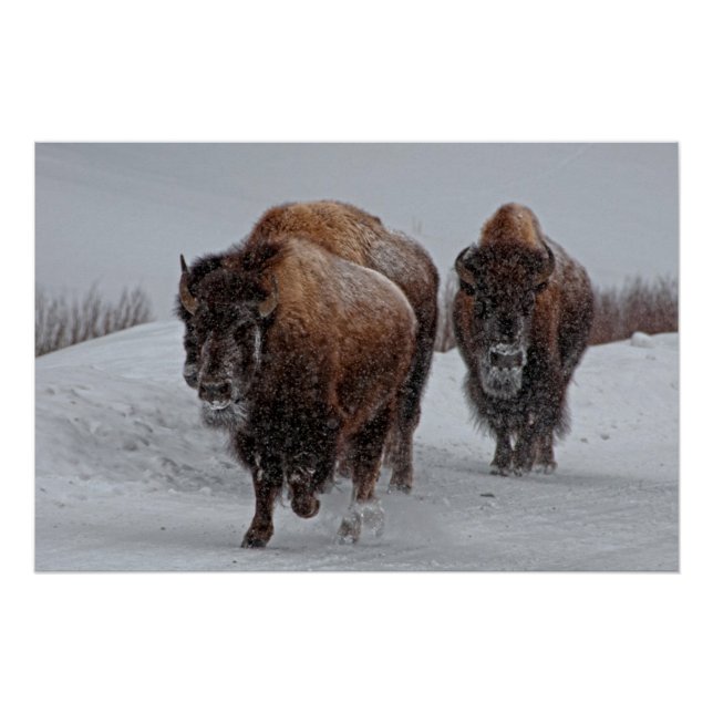 Yellowstone Bison Poster (Front)