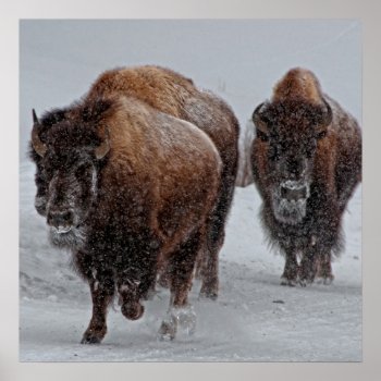 Yellowstone Bison Poster by usyellowstone at Zazzle