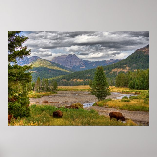 Yellowstone Bison Poster (Front)
