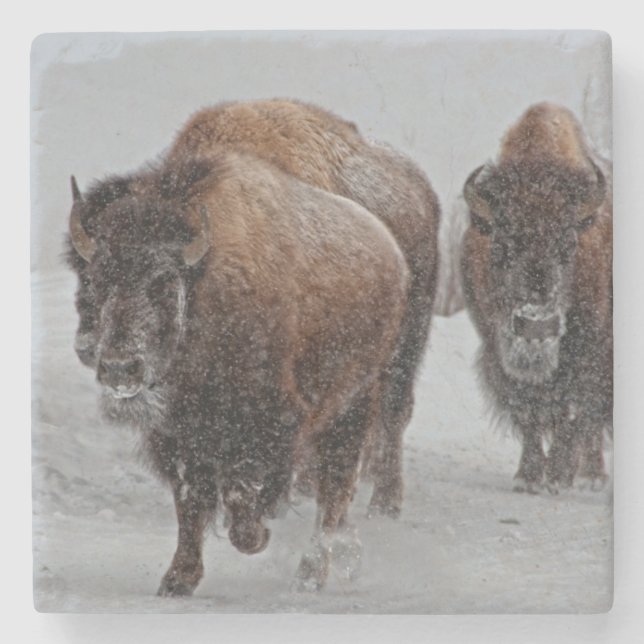 Yellowstone Bison Stone Coaster (Front)