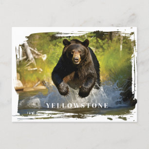 Yellowstone Black Bear Postcard