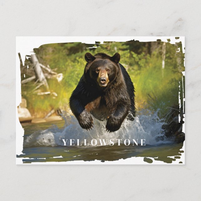 Yellowstone Black Bear Postcard (Front)