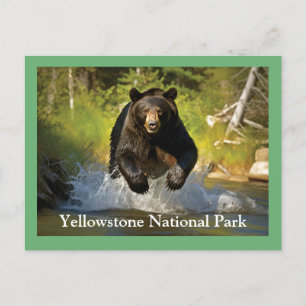 Yellowstone Black Bear Postcard