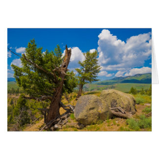 Yellowstone Boulder Cards