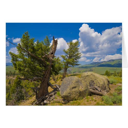 Yellowstone Boulder Cards (Front Horizontal)